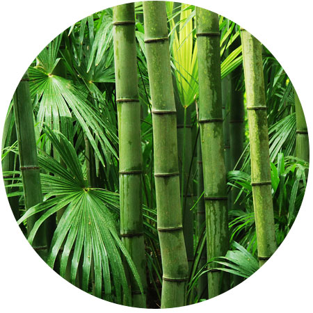 rond sfeerbeeld bamboe