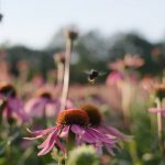 De kracht van de natuur, voor jouw gezondheid