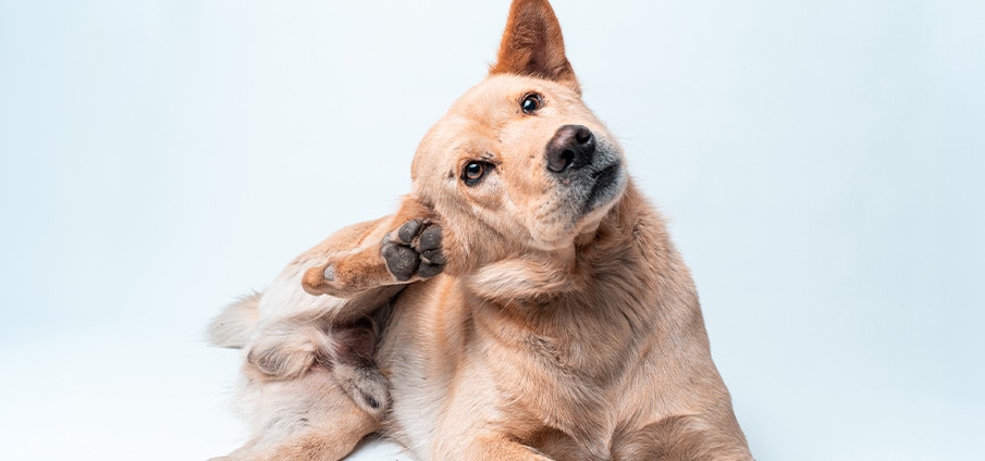 Vlooien bij je hond herkennen en bestrijden. Onze tips!