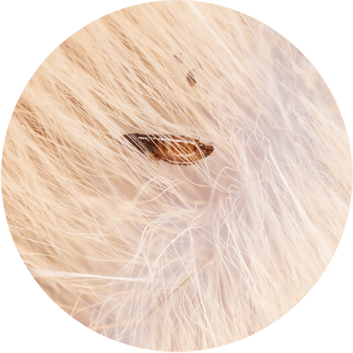 Productbeeld_202550HS1_Vlooien.png