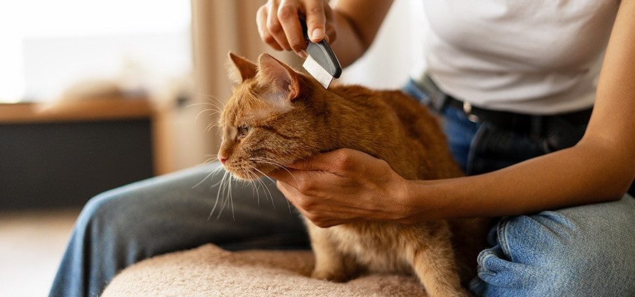 Vlooien bij je kat: herken en bestrijd ze met vlooienmiddel! Vlooien bij je kat: herken en bestrijd ze met vlooienmiddel!