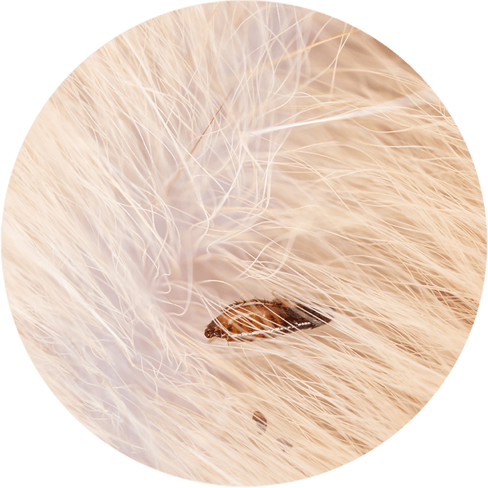 Productbeeld_202601HS1_Vlooien bij katten.png