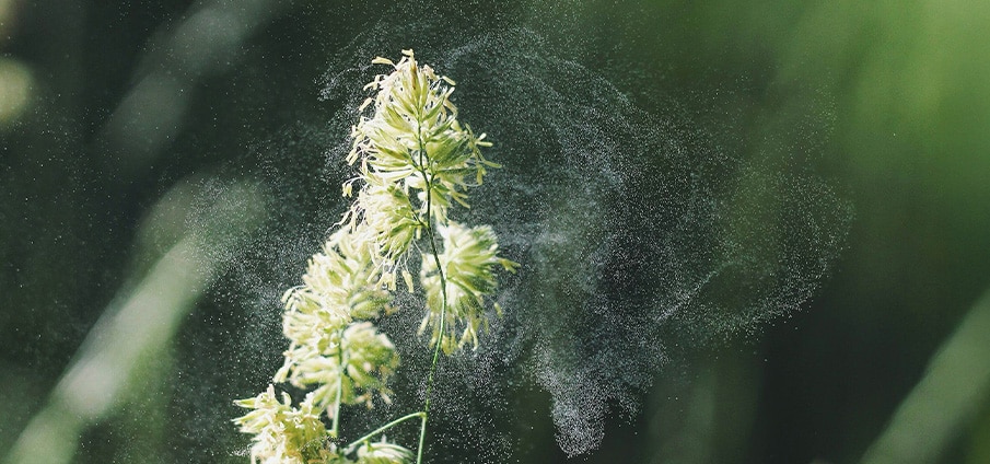 Allergie voor bepaalde planten.jpg Allergie voor bepaalde planten.jpg