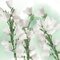 Kneipp Balancing Patchouli Doucheschuim