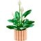 LEGO The Botanical Collection 11504 Lepelplant