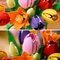 LEGO The Botanical Collection 11501 Boeket met Tulpen