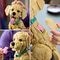 LEGO Icons 11384 Golden Retriever Puppy